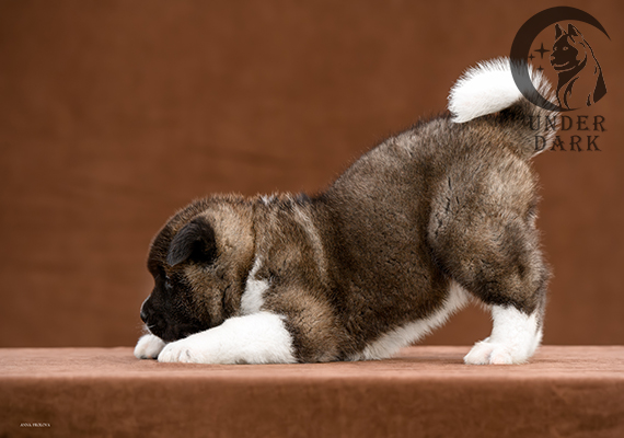 Щенки Американской акиты